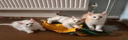 Maine Coon cats for sale: ✨🐾 MEET YOUR FUTURE MAINE COON COMPANION 🐾✨ - Advert 18