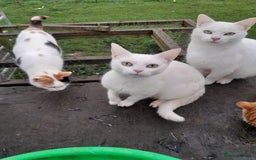 Manx cats for sale: Pretty Kittens - Image 3