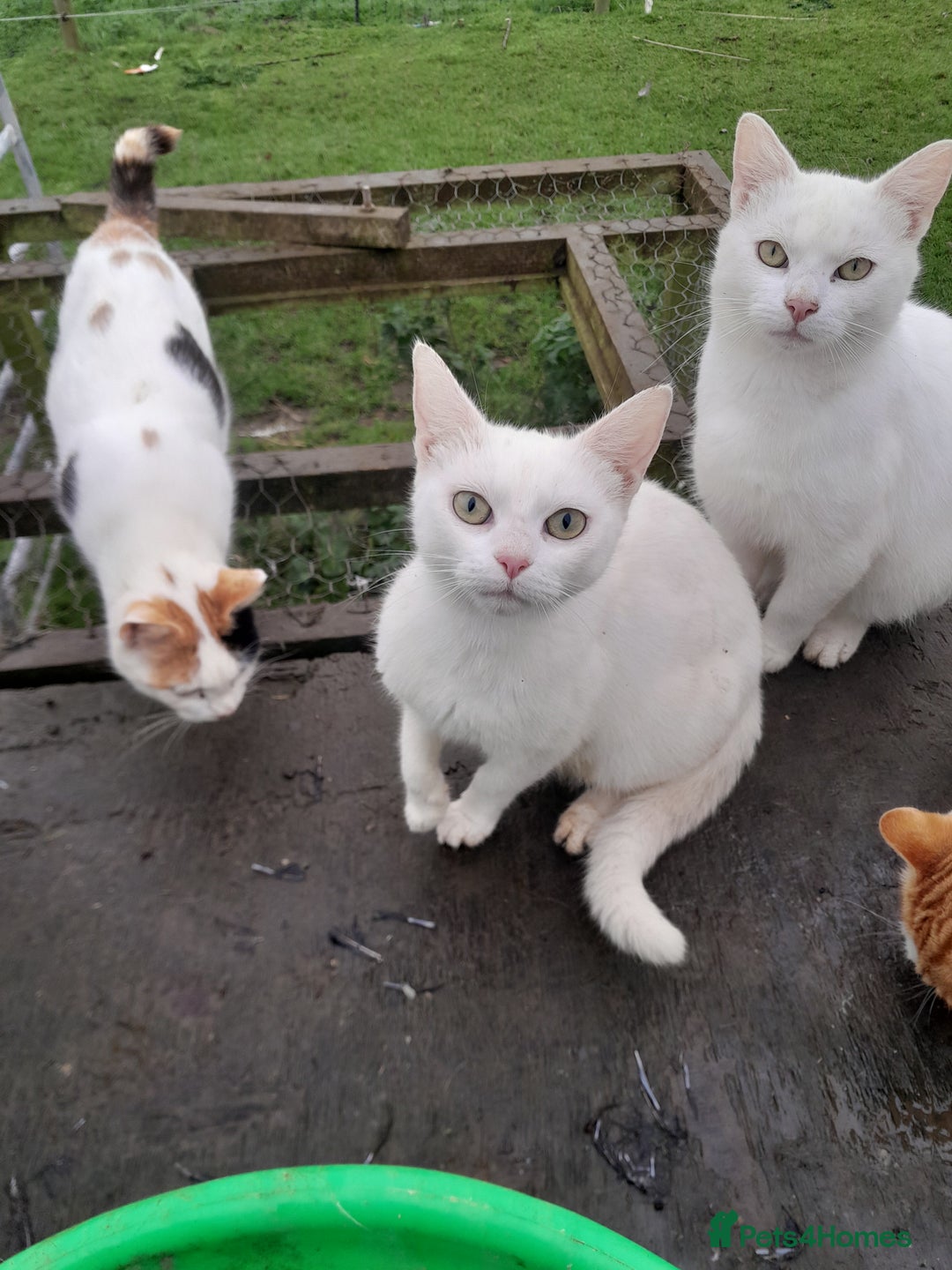 Manx cats for sale: Pretty Kittens - Image 3