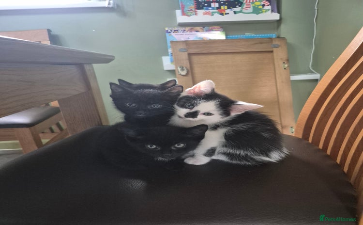 Mixed Breed cats - Advert 14
