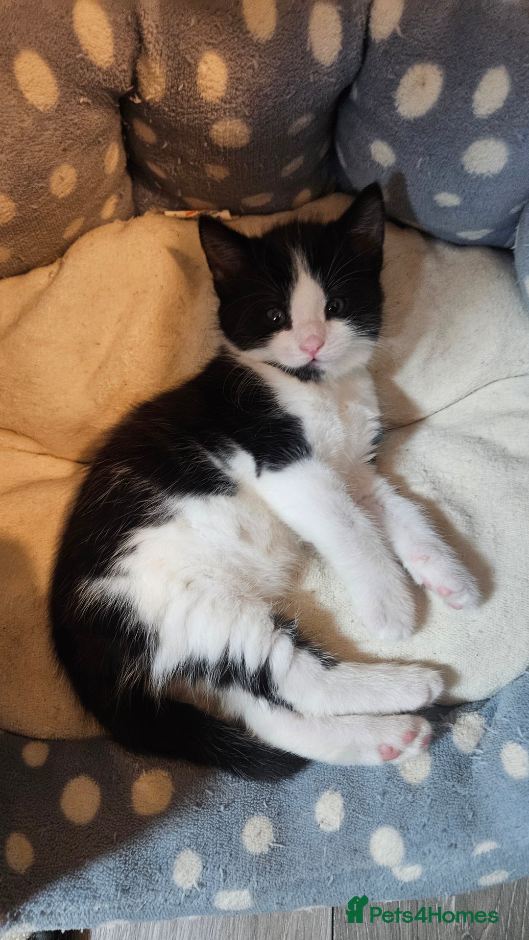 Mixed Breed cats for sale: Black and white 3 kittens for sale. 2 boys 1 girl. - Advert 10