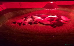 Mixed Breed dogs for sale: Black and white 3 quarter greyhound quarter bull  - Image 1