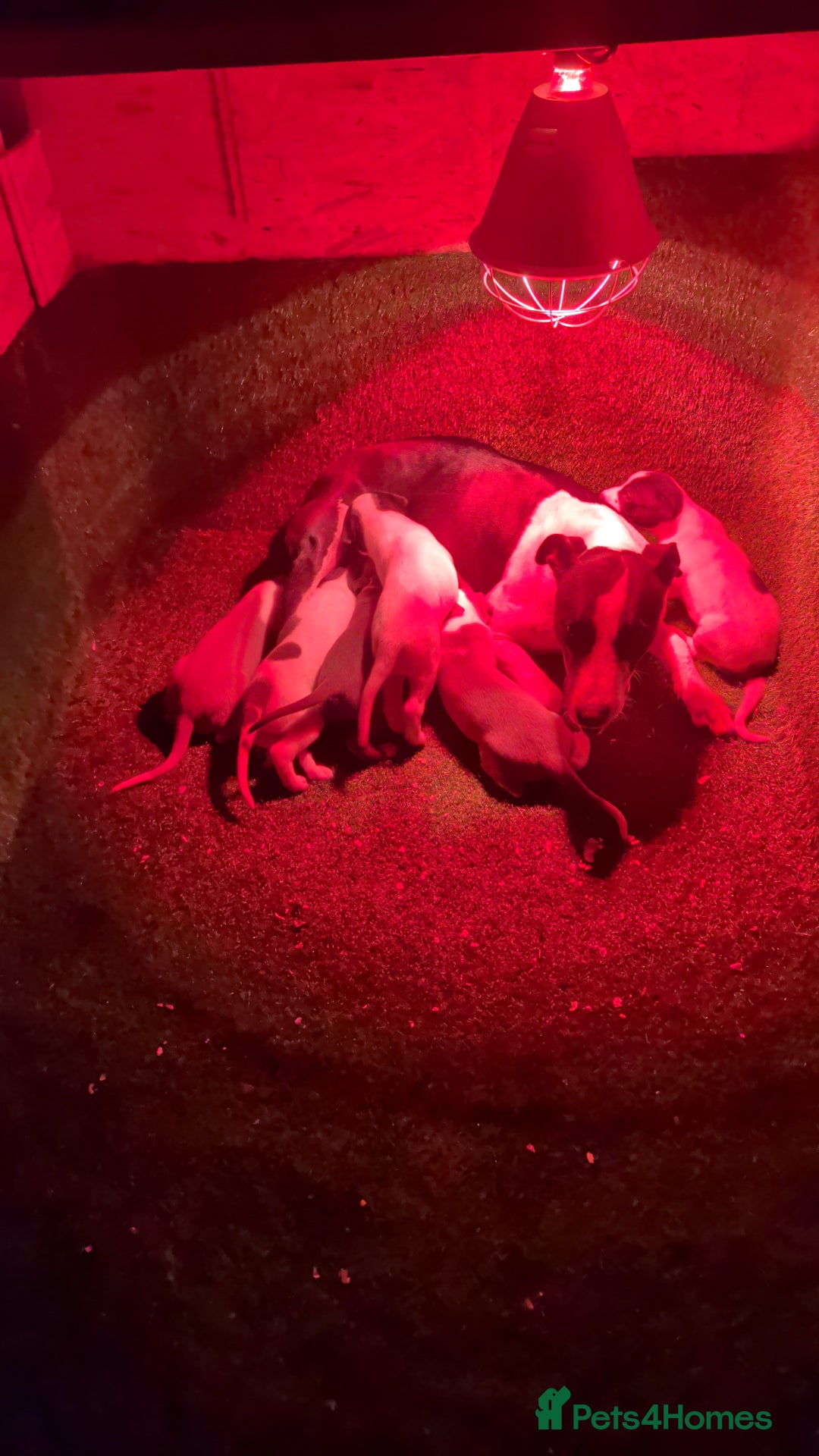 Mixed Breed dogs for sale: Black and white 3 quarter greyhound quarter bull  - Image 1