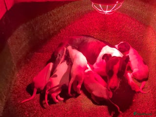 Mixed Breed dogs for sale - Advert 1