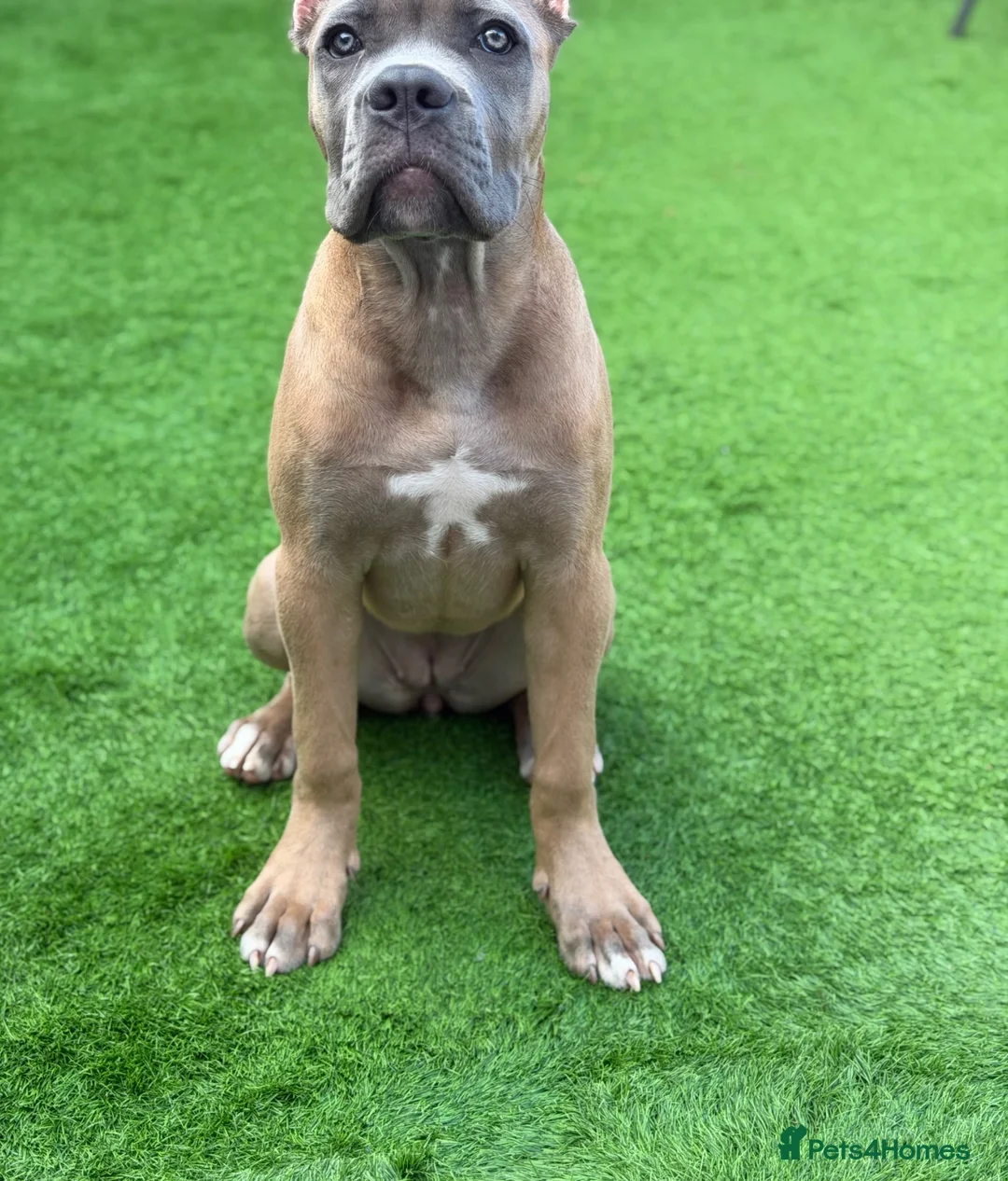 Cane Corso dogs for sale: ICCF Registered Female Cane Corso puppy💖 in Ilkeston - Advert 3