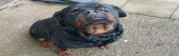 Rottweiler dogs for sale: Rottweiler "Mazza" - Advert 3