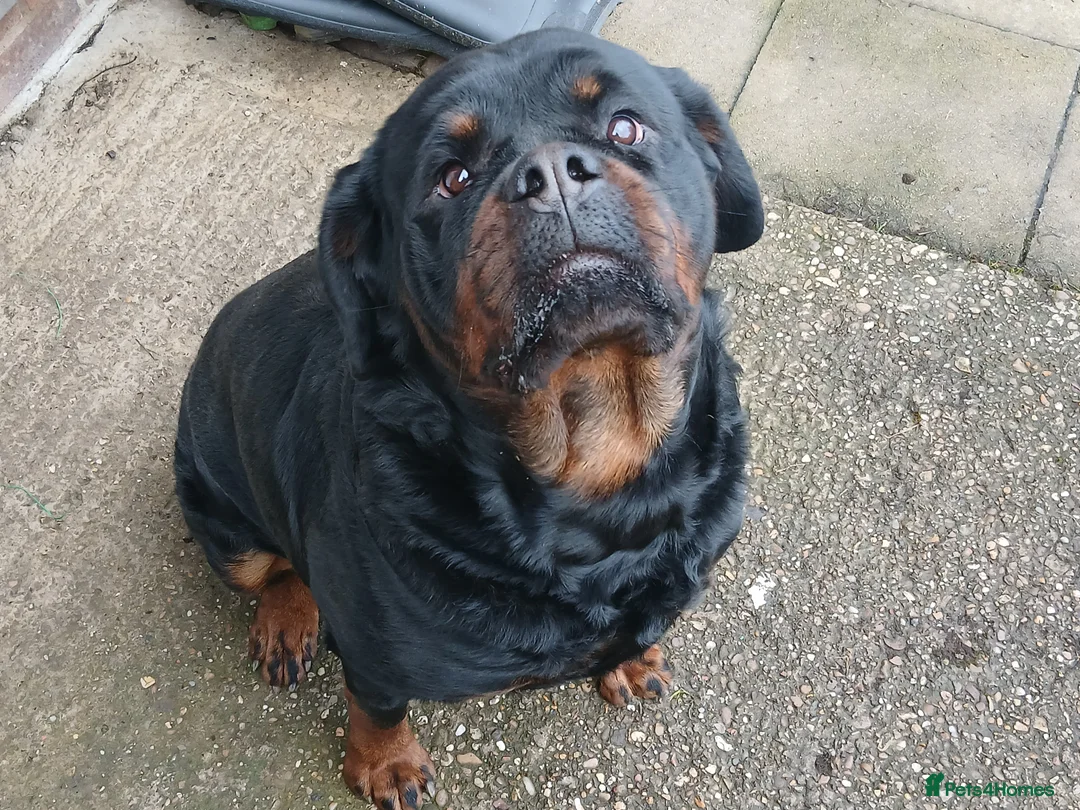 Rottweiler dogs for sale: Rottweiler "Mazza" - Advert 3