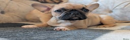 French Bulldog dogs for sale: French bulldog puppy's ready to go! - Advert 12