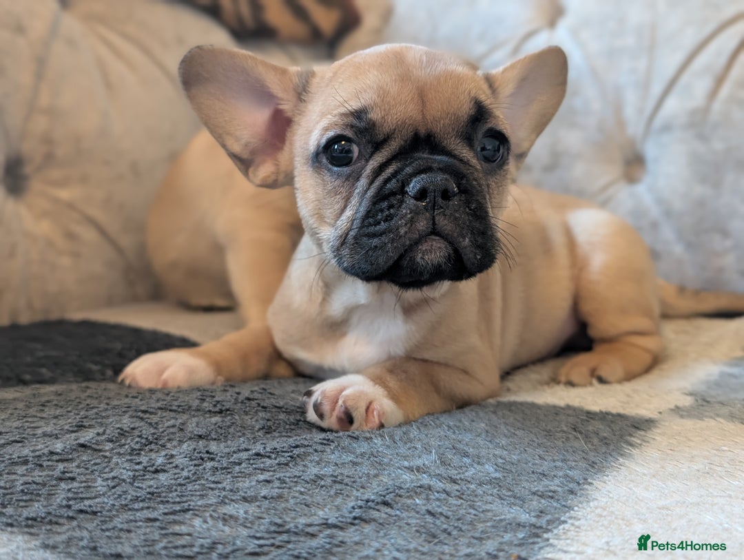 French Bulldog dogs for sale: French bulldog puppy's ready to go! - Advert 12