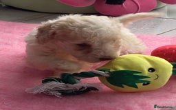 Cavapoo dogs for sale: Miniature poodle x cavapoo  - Image 2
