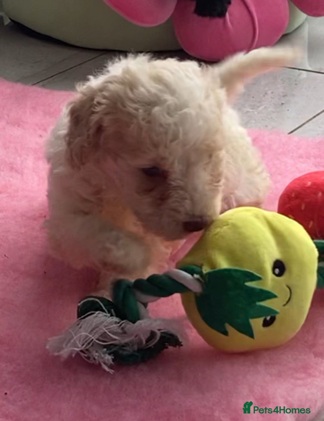 Cavapoo dogs for sale: Miniature poodle x cavapoo  - Image 2