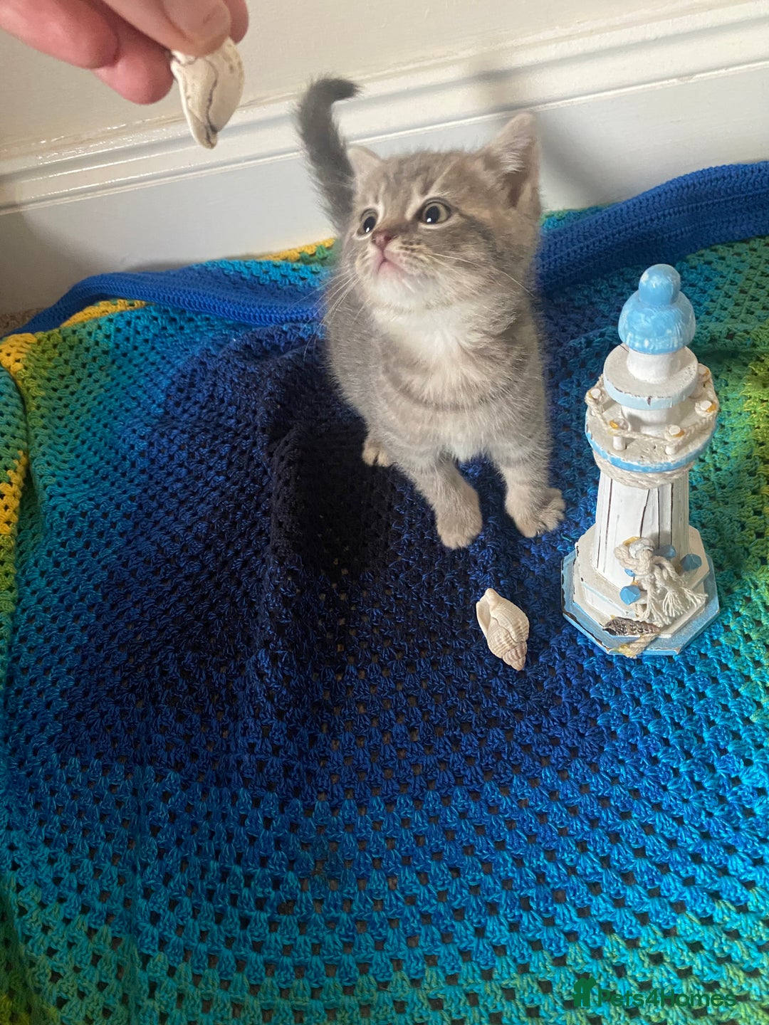 British Shorthair cats for sale: Good morning  - Image 12