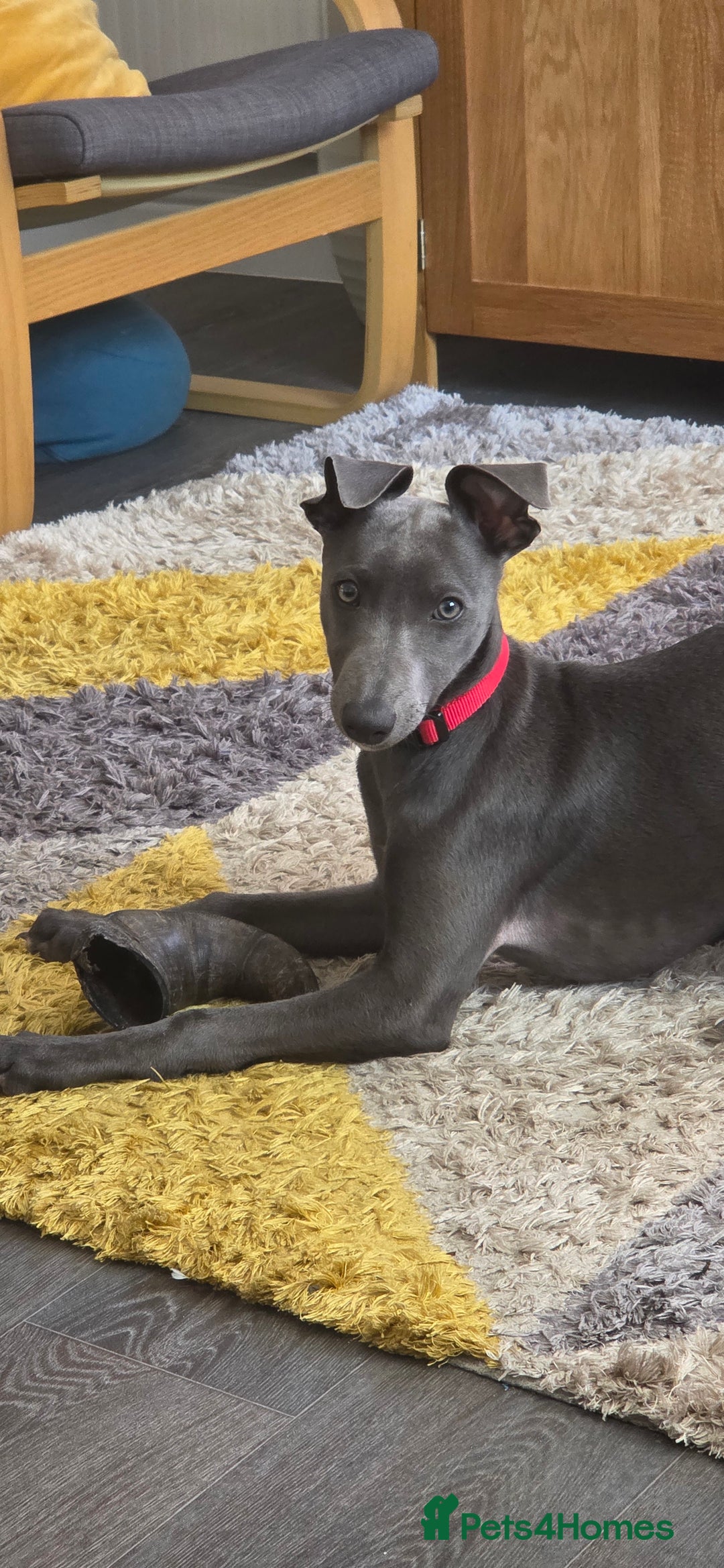 Whippet dogs for sale: Beautiful Male Whippet Puppy - Image 27