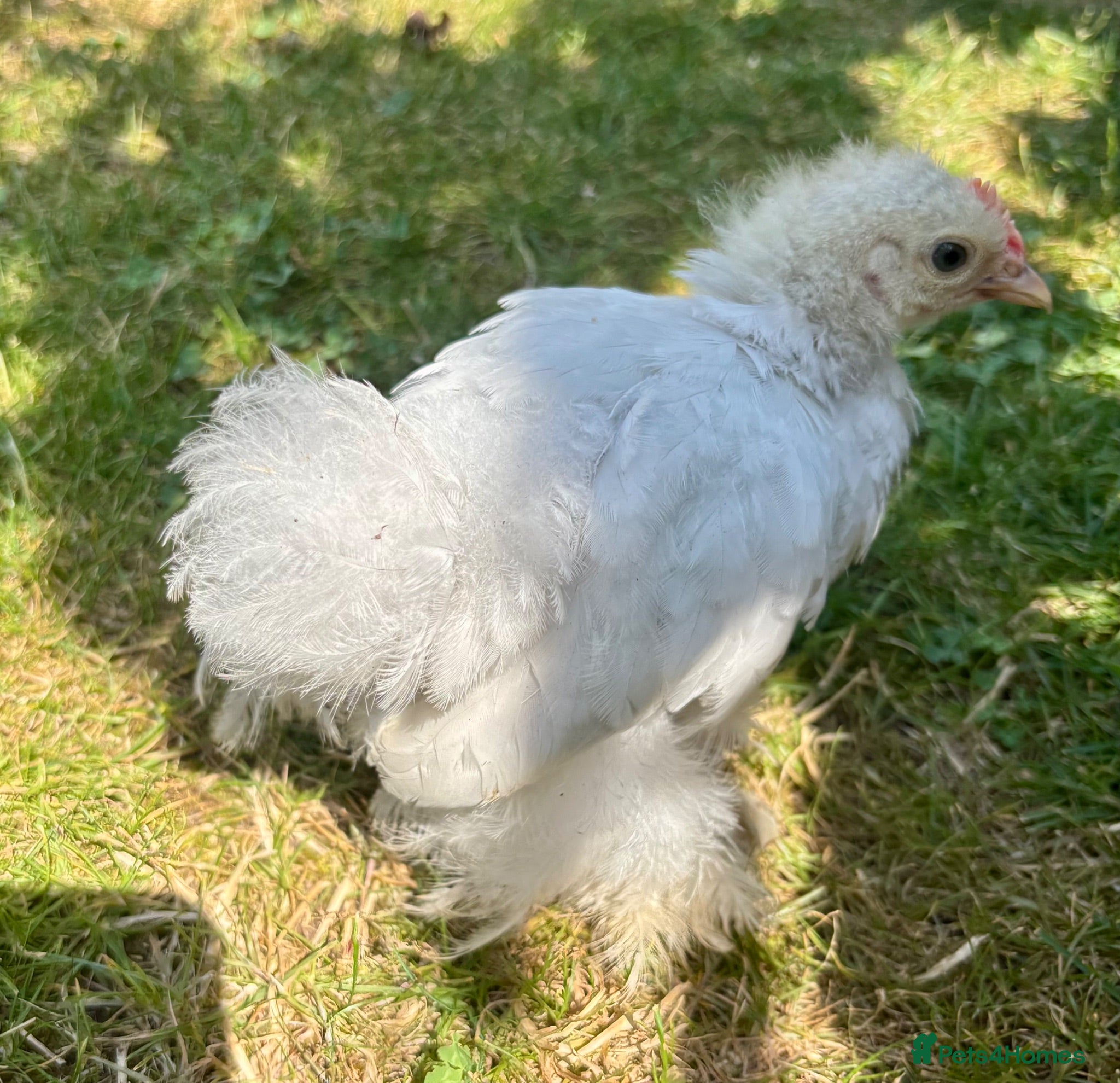 Chickens poultry 2x cockerels - white pekin and cuckoo Maran - Advert 11