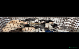 Mixed Breed dogs for sale: Bearded Collie Cross Miniature Poodle Puppies - Image 13