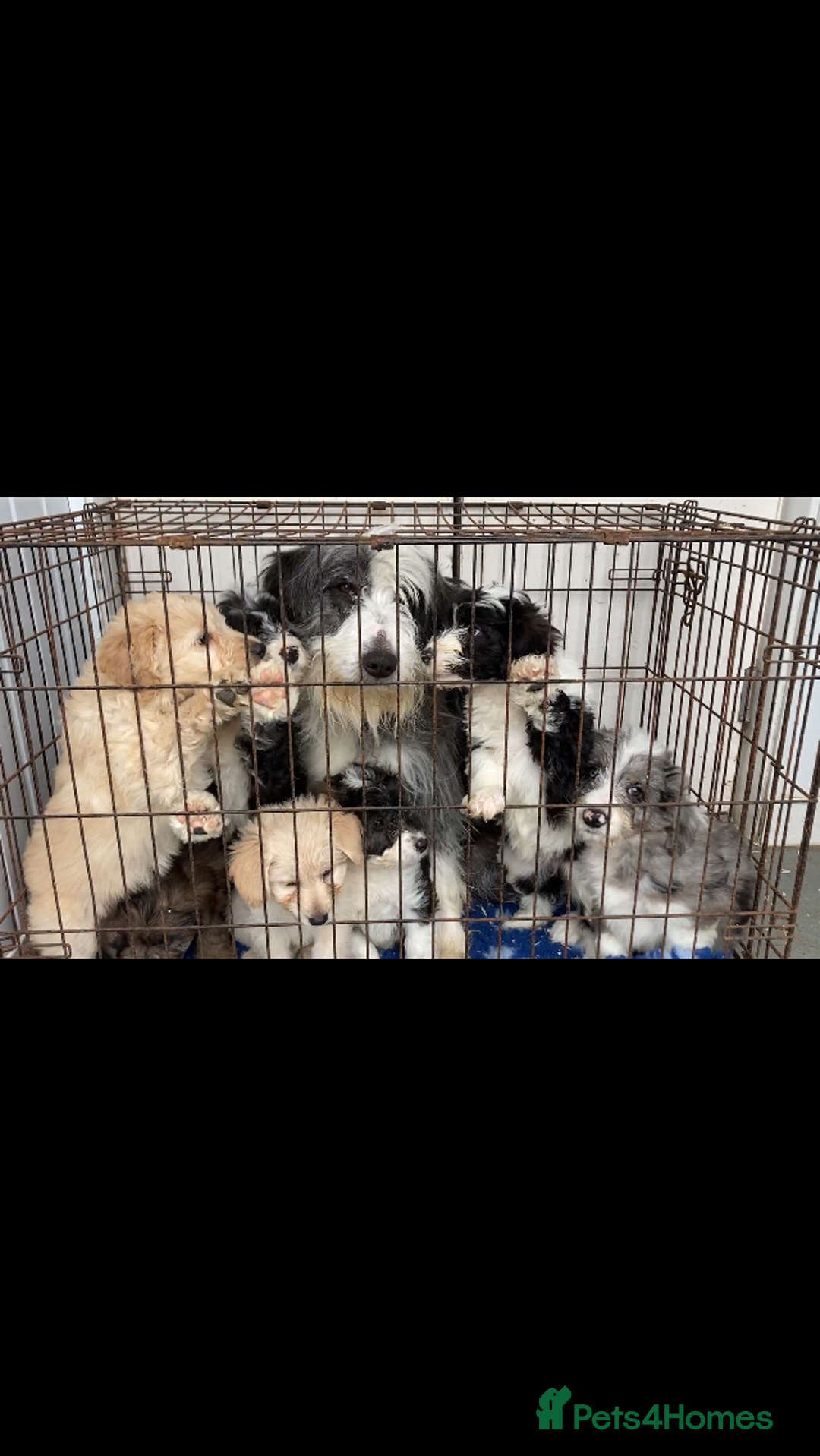 Mixed Breed dogs for sale: Bearded Collie Cross Miniature Poodle Puppies - Image 13