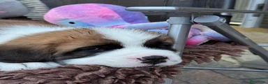 Saint Bernard 4