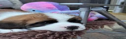 Saint Bernard dogs for sale: 5 stunning male St Bernard puppies in Rotherham - Advert 6
