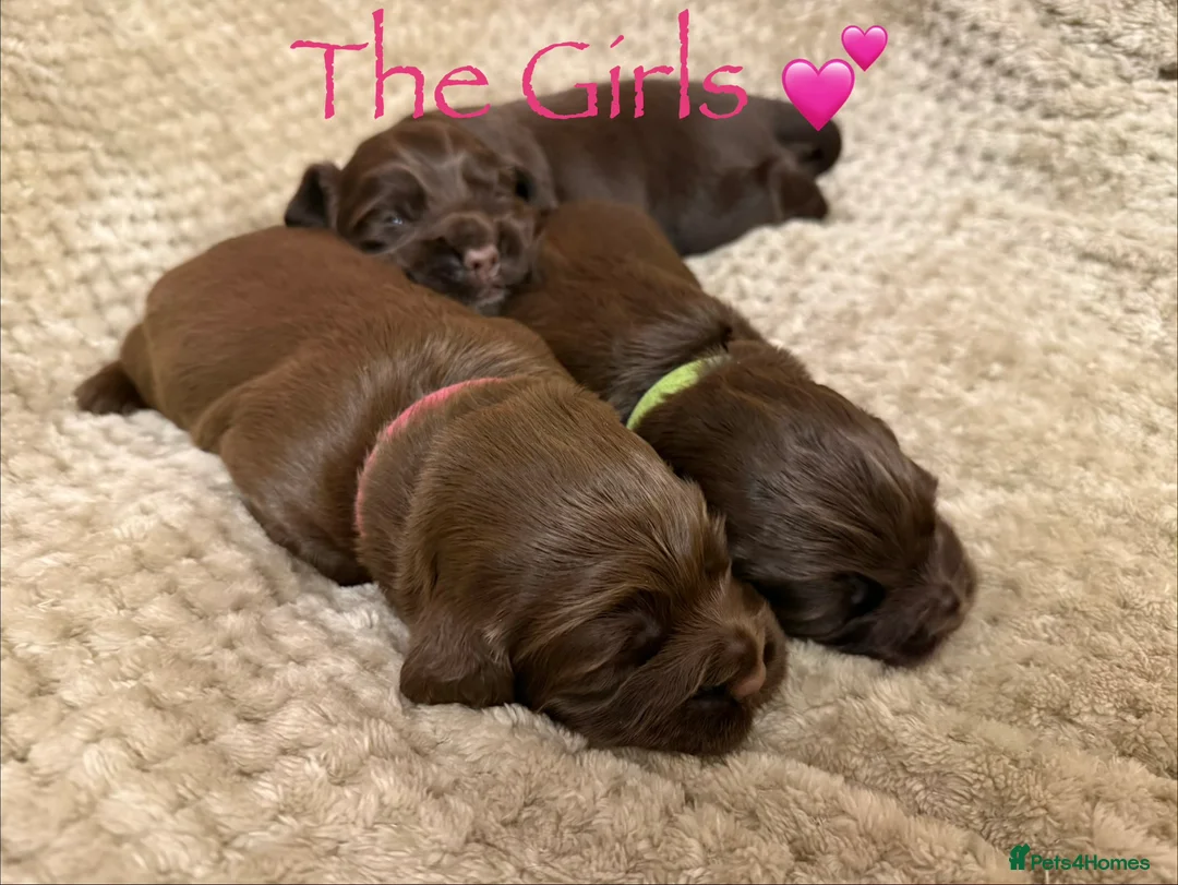 Cocker Spaniel dogs for sale: Stunning cocker spaniel pups - Advert 3