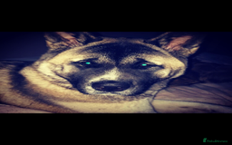 Akita dogs for sale: Skye. 7 years  - Image 7