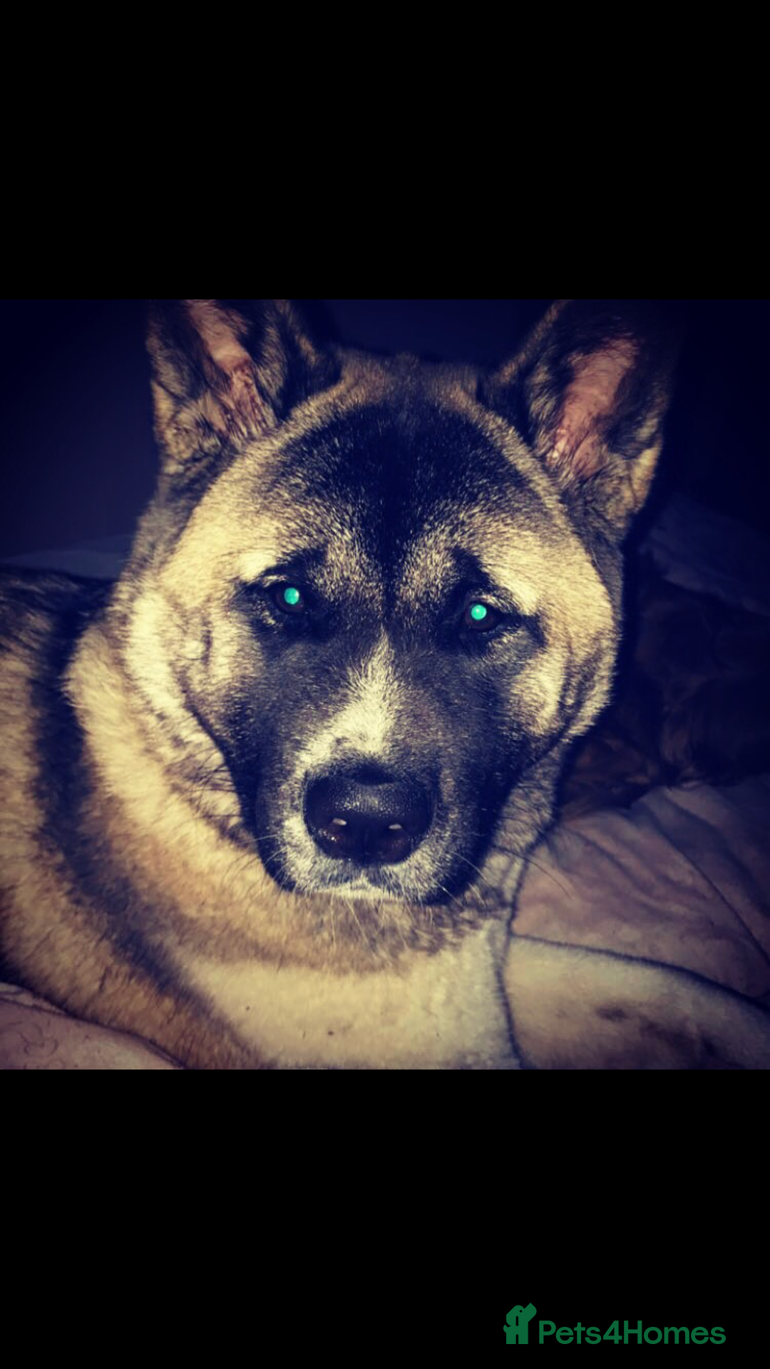 Akita dogs for sale: Skye. 7 years  - Image 7
