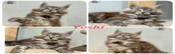 Maine Coon cats for sale: TICA registered Maine coon kittens READY NOW - Advert 4