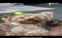Yorkshire Terrier dogs for sale: Yorkshire Terrier Puppies - Image 13
