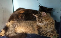 Maine Coon cats for sale: Last 3 Girls!! - Image 9