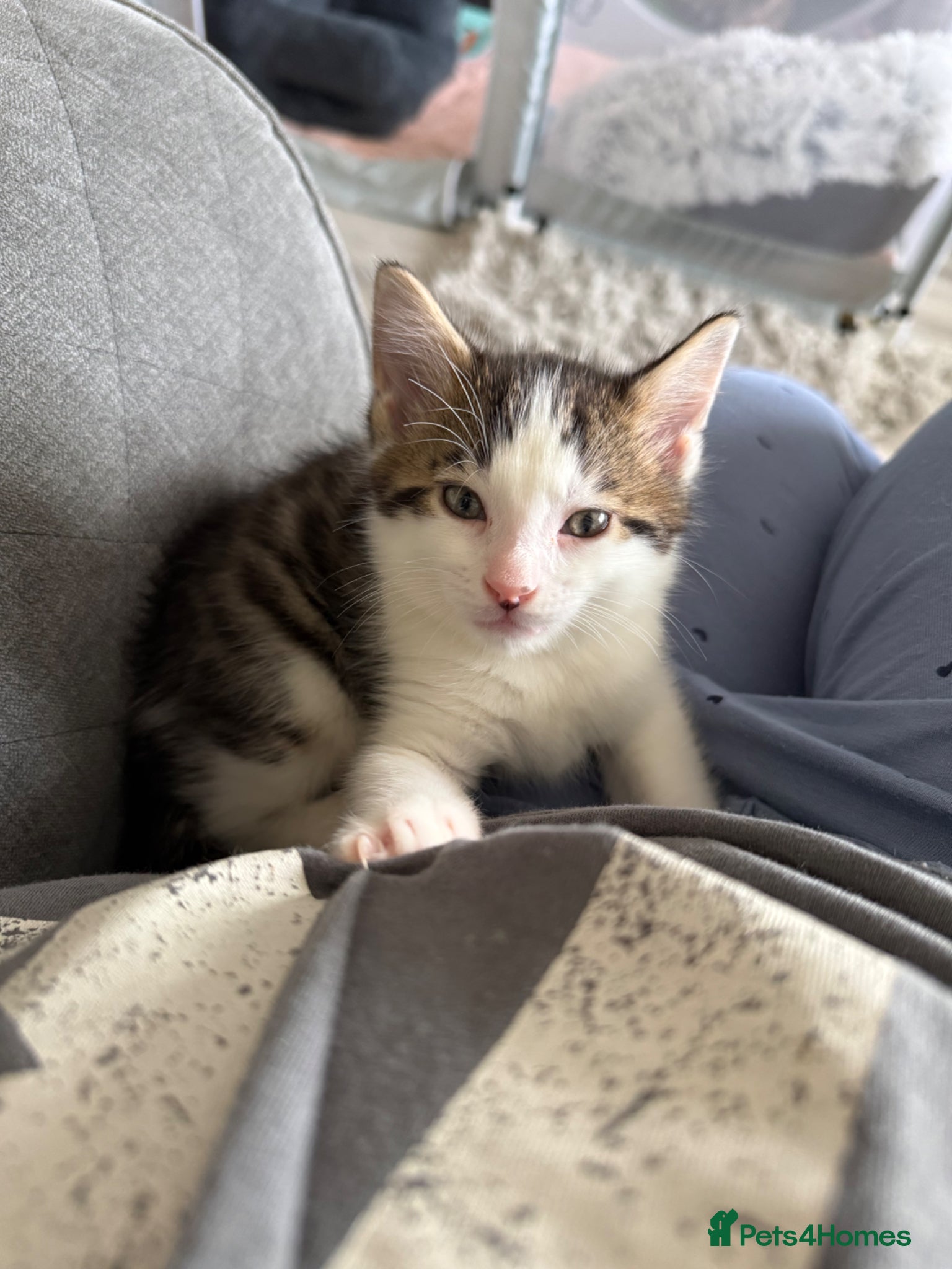 Maine Coon cats Lovely Maine coon cross bengal   - Advert 2