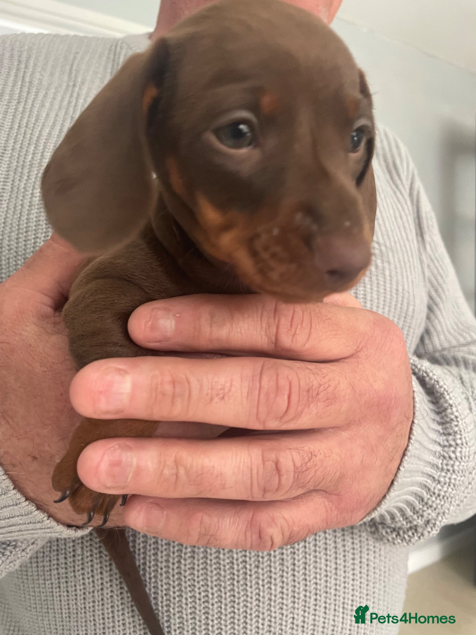 Dachshund dogs 1 beautiful Choclate and tan dachshund puppy’s  - Advert 12