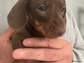 Dachshund dogs 1 beautiful Choclate and tan dachshund puppy’s - Advert 12