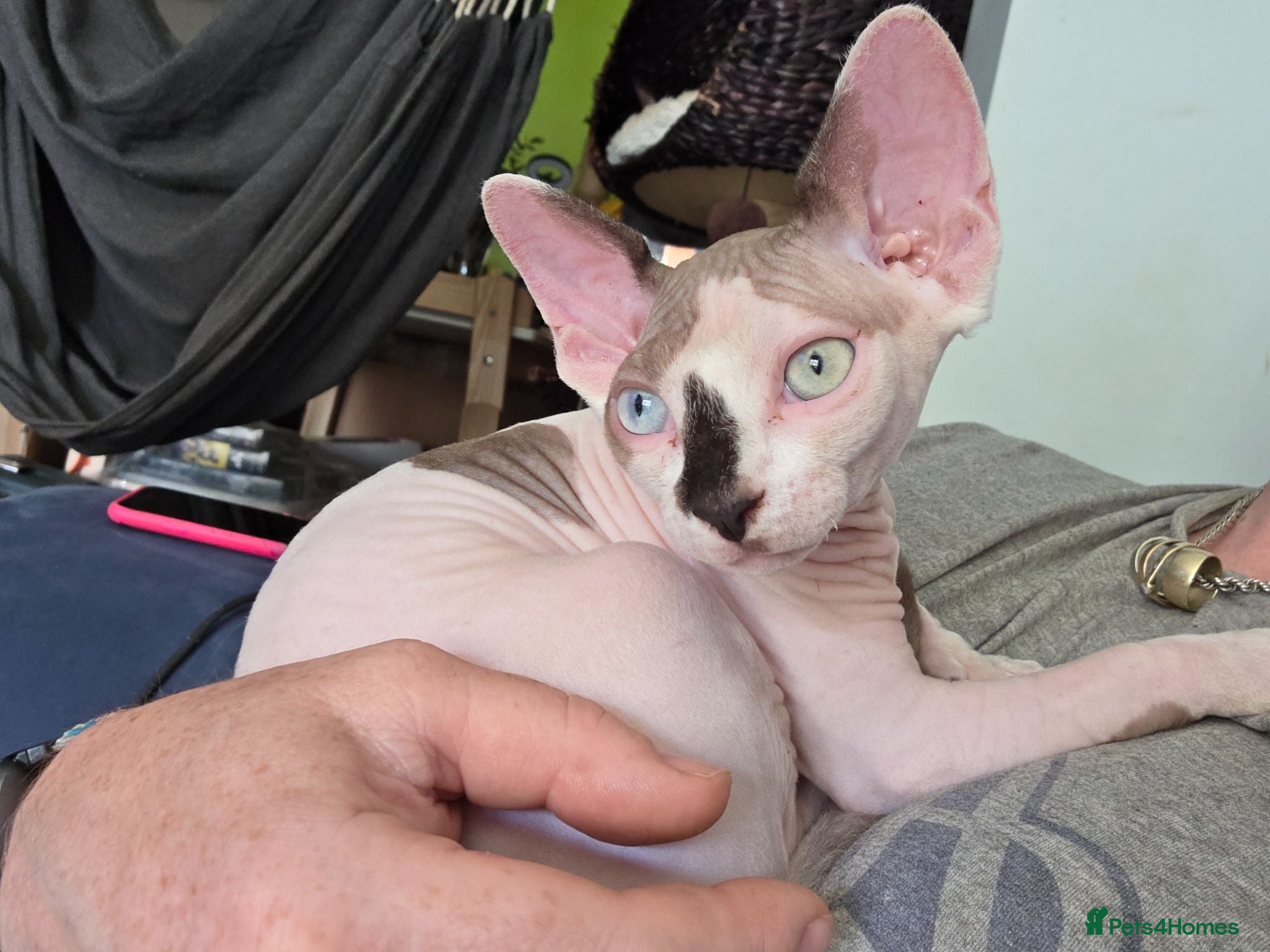 Sphynx cats Odd eyed pedigree sphynx kitten  Health Guarantee  - Advert 6