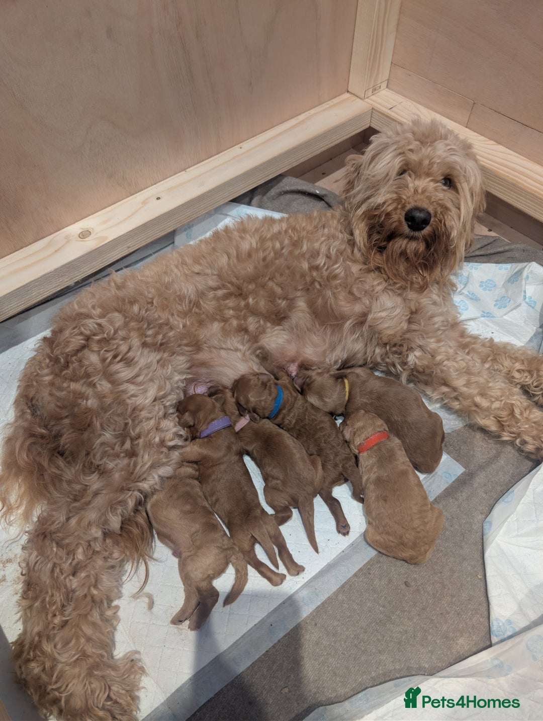 Goldendoodle dogs for sale: Miniature goldendoodle puppies   - Advert 7