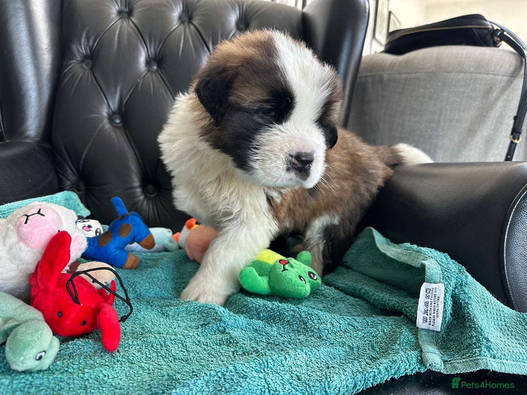 Saint Bernard dogs for sale: KC Registered St. Bernards For Sale! - Image 33