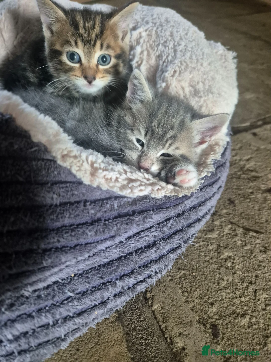 Mixed Breed cats for sale: DARK BROWN TABBY FEMALE LEFT - Advert 7