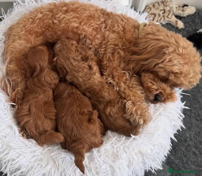 Maltipoo dogs 3 beautiful Maltipoo puppies, 1 boy and 2 girls - Advert 1