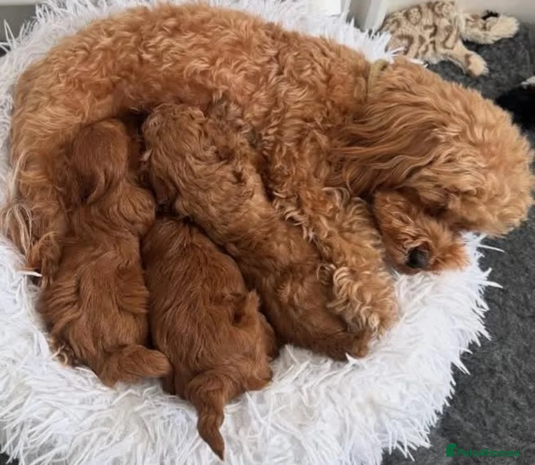 Maltipoo dogs for sale: 3 beautiful Maltipoo puppies, 1 boy and 2 girls - Advert 1