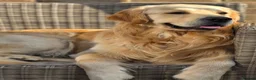 Golden Retriever dogs for stud: Golden Retriever Stud in Selby - Advert 8