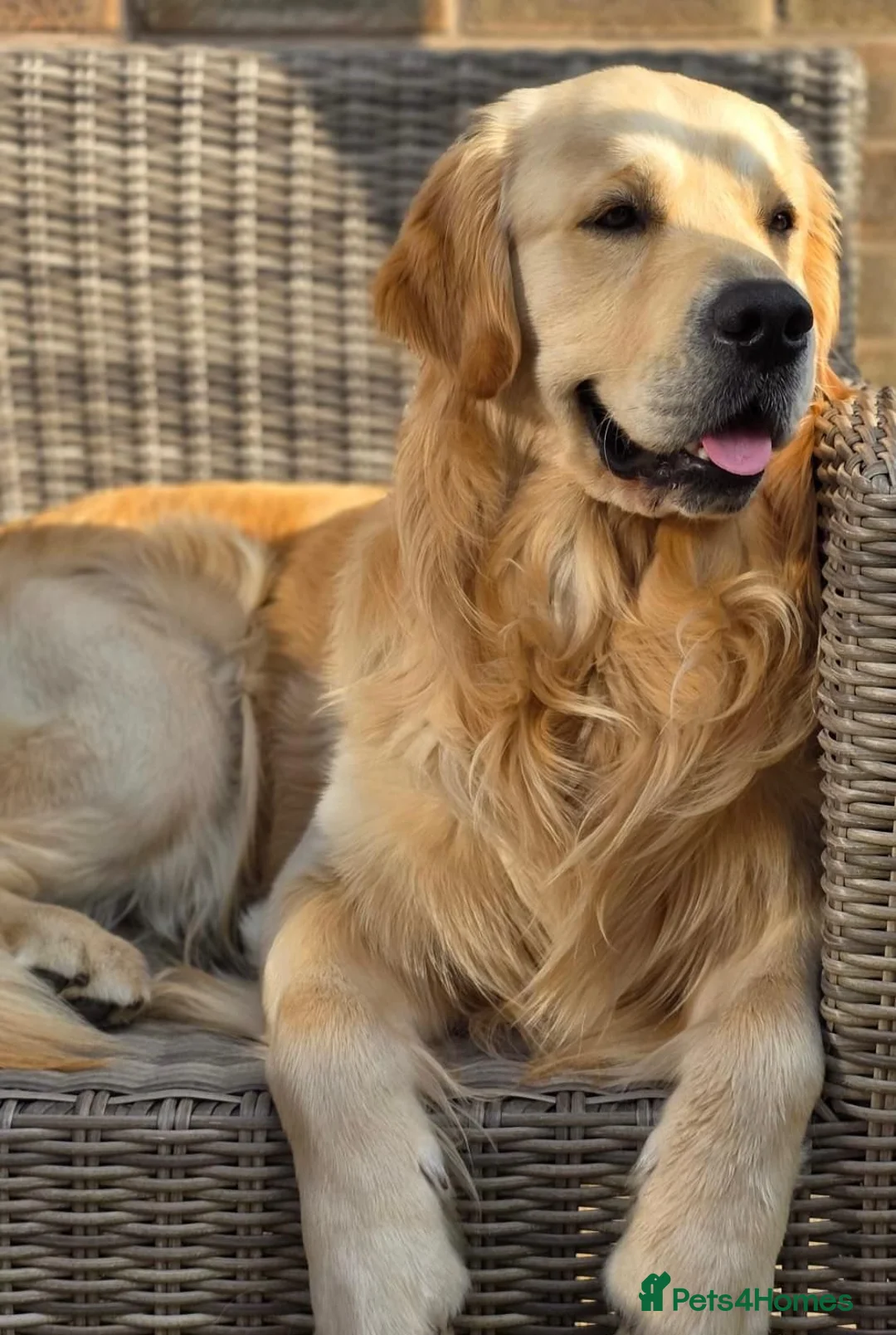 Golden Retriever dogs for stud: Golden Retriever Stud in Selby - Advert 8