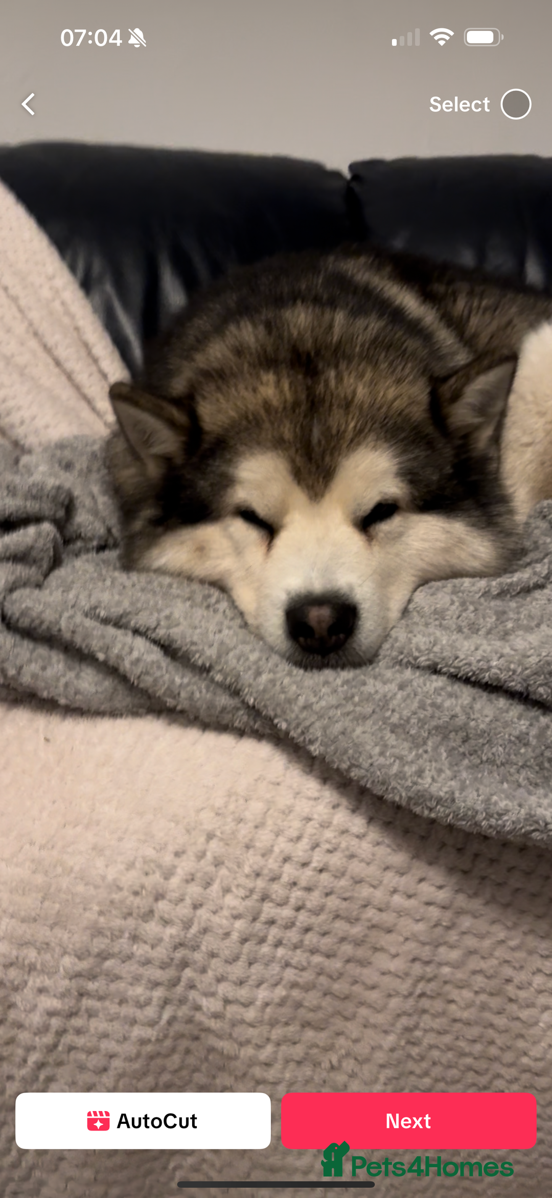 Alaskan Malamute dogs for sale: 3 left beautiful Alaskan malamute puppies  - Advert 8