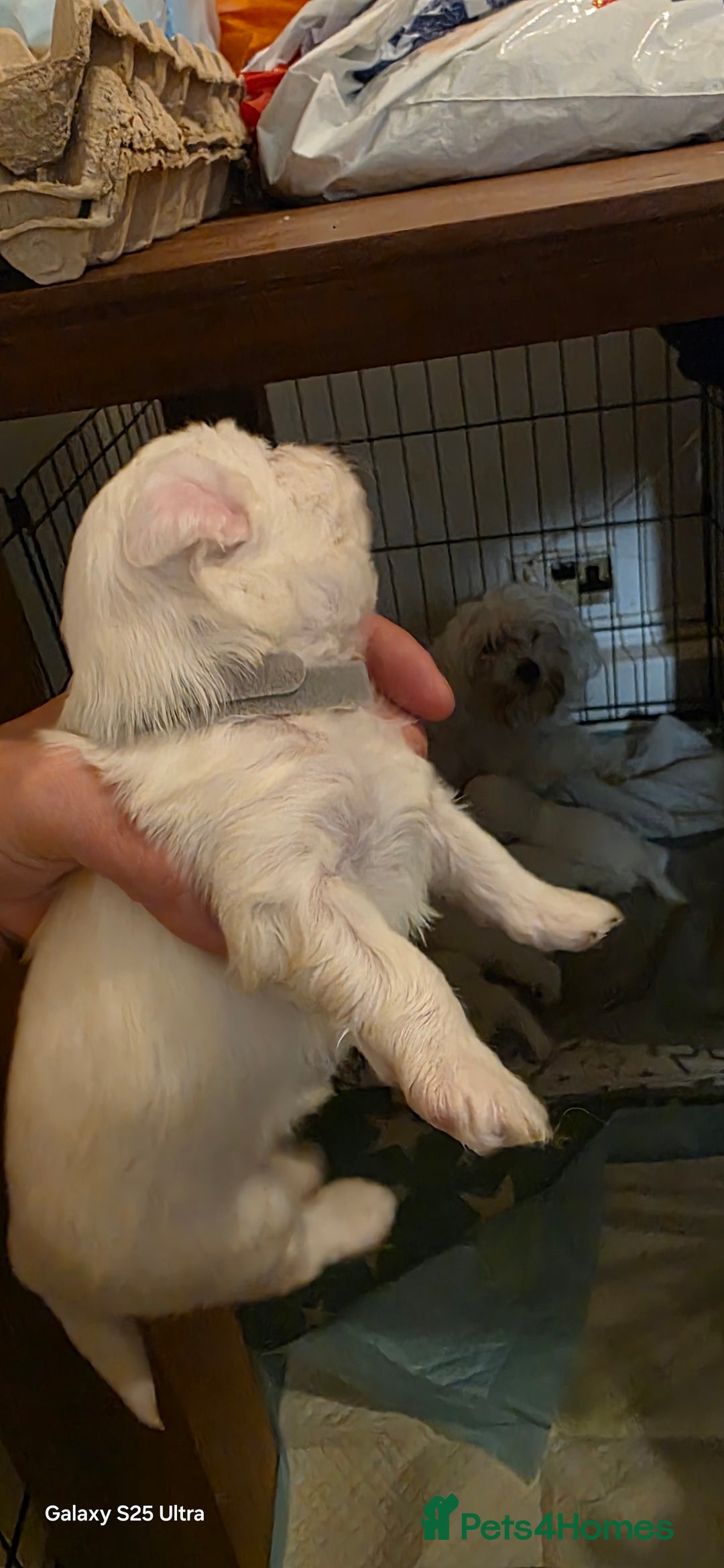 Maltese dogs for sale: Puppy maltese - Image 7