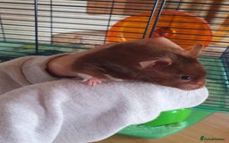 Hamster rodents for sale: 'Oreo' Syrian Hamster + Home/Accessories  - Image 9