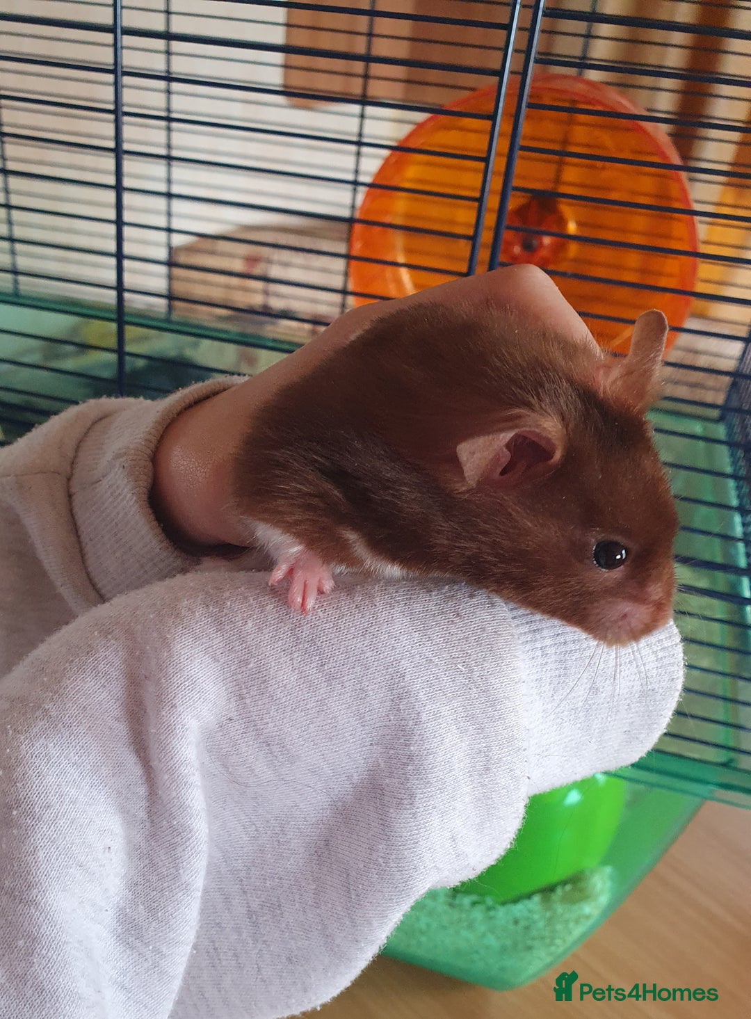 Hamster rodents for sale: 'Oreo' Syrian Hamster + Home/Accessories  - Image 9