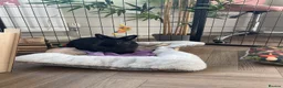 Netherland Dwarf rabbits for sale: Netherland dwarf  - Advert 2