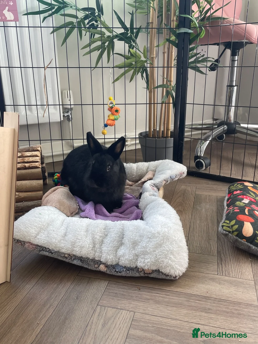 Netherland Dwarf rabbits for sale: Netherland dwarf  - Advert 2