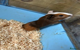 Guinea Pig rodents for sale: Beautiful brothers  - Image 4