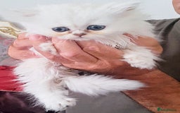 Persian cats for sale: Quality pure bred white tipped kittens - Image 5