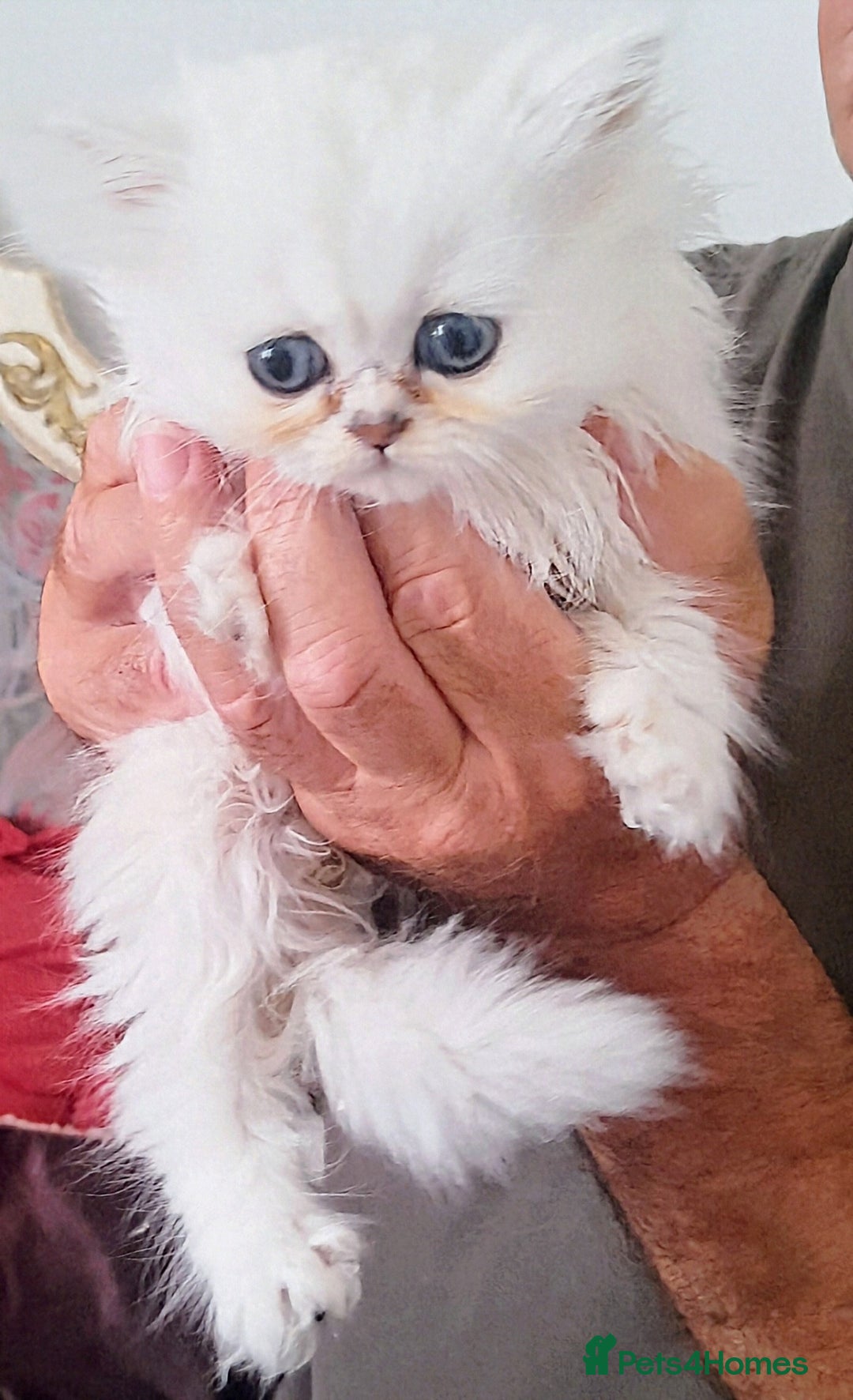 Persian cats for sale: Quality pure bred white tipped kittens - Image 5