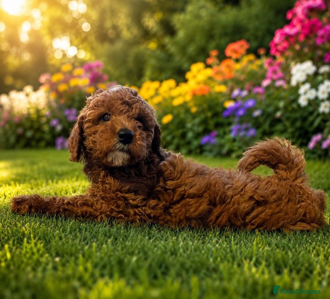 Cavapoo dogs fox red cavapoo - Advert 5