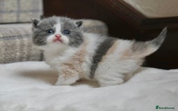 British Shorthair cats for sale: Beautiful Blue tortie & white British shorthair - Image 6